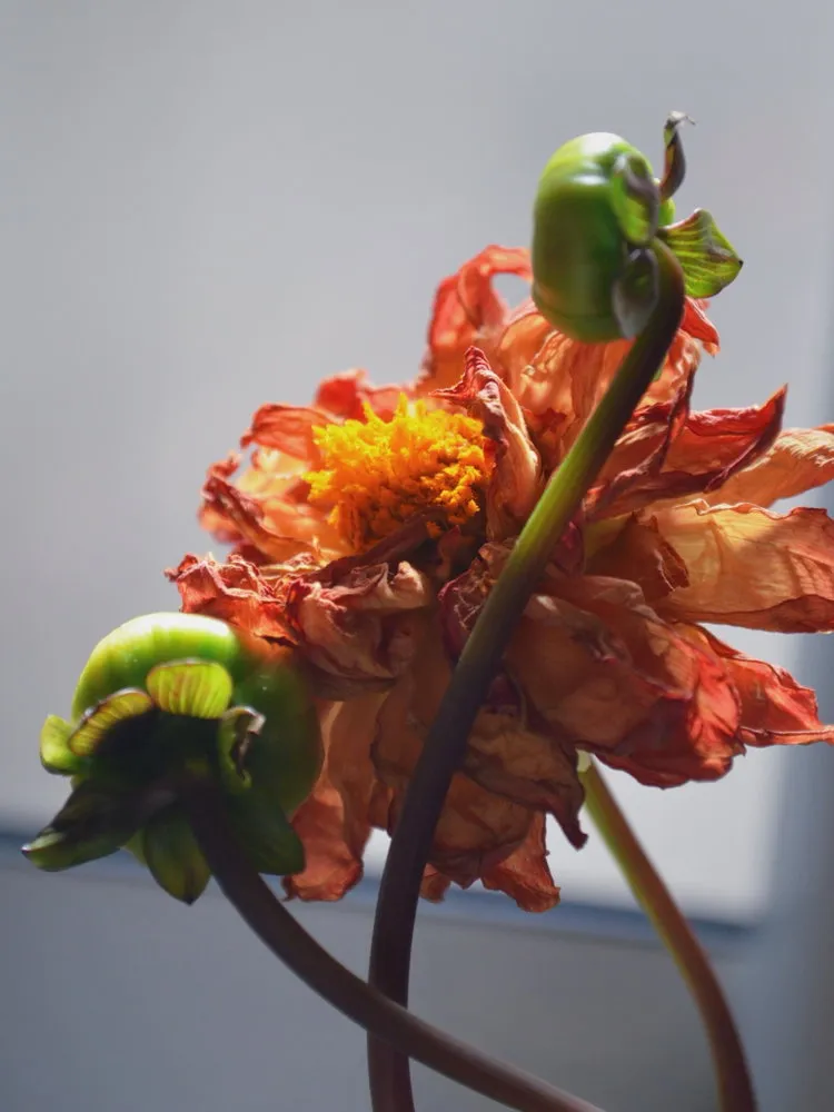 TEMPUS FUGIT Las flores innegablemente son una alegoría del tiempo, y me encantan en todas sus etapas. Son preciosas…