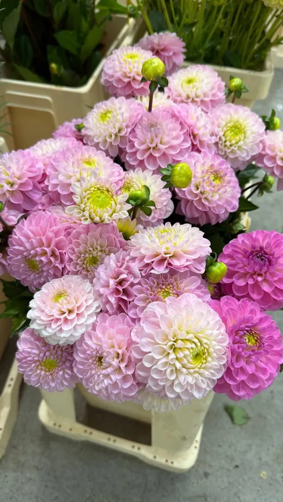 ASMR FLORAL 🌻🌸🌷🪻